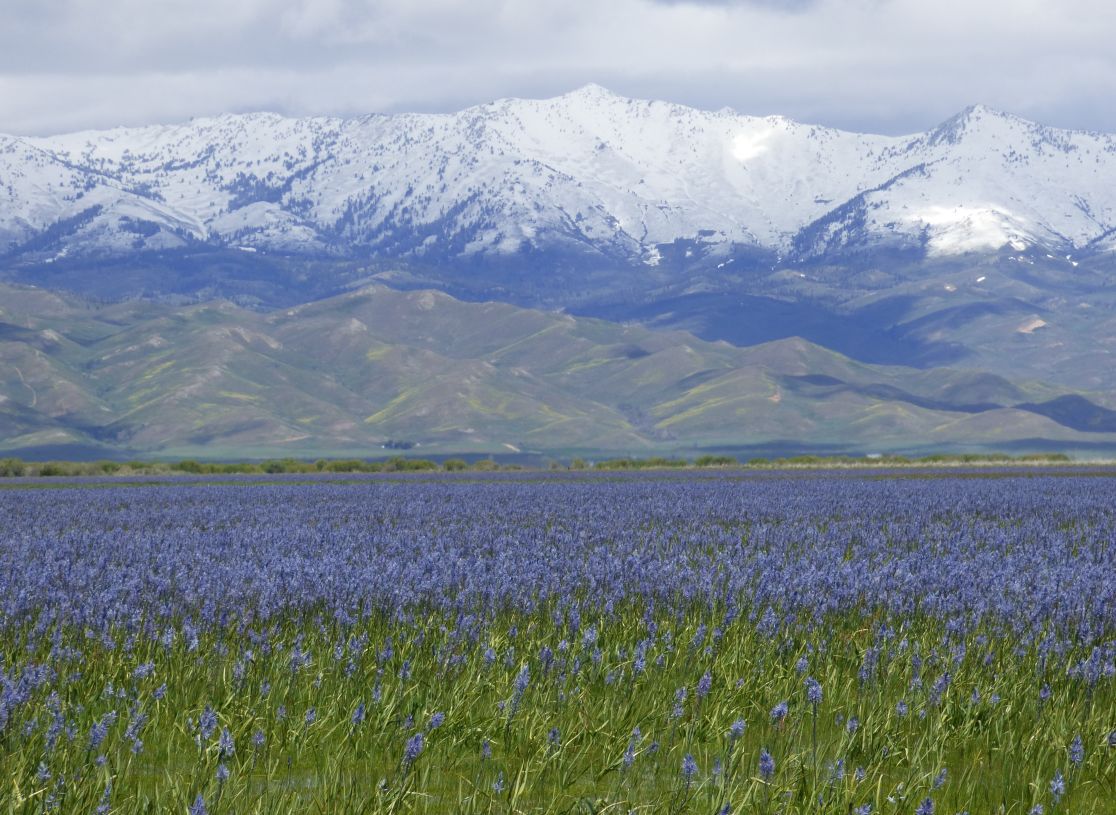 Camas blooms